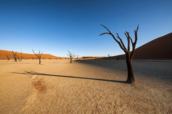 Shadows from the dead Acacia trees fall onto the ancient textured clay surface of Deadvlei at sunrise. Namib-Naukluft National Park, Namibia