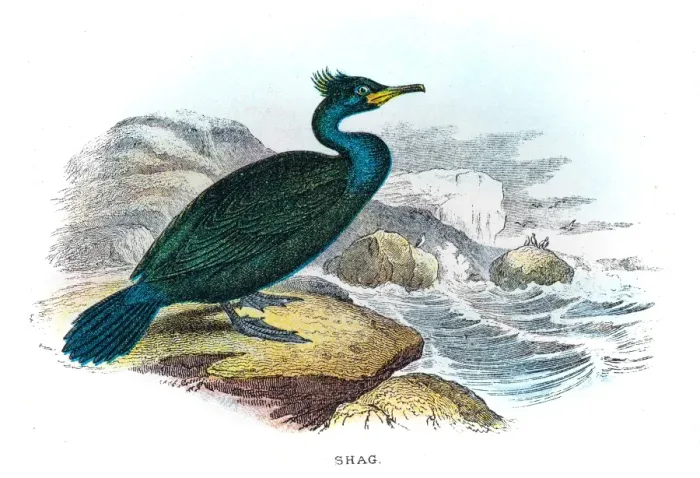 Framed Print : Shag cormorant illustration 1896