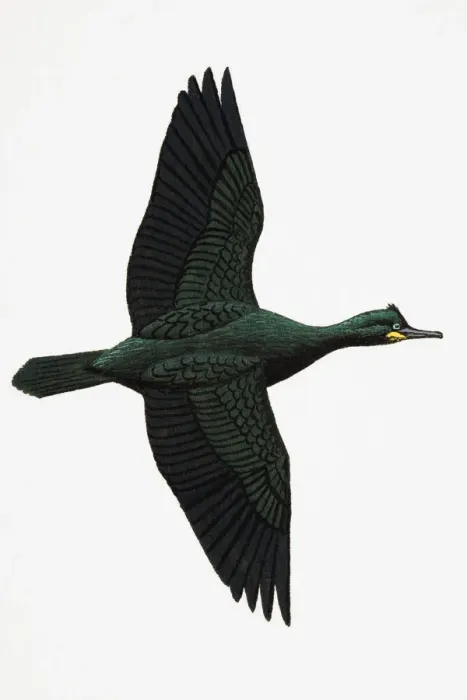 Framed Print : Shag (Phalacrocorax aristotelis), adult, breeding season Framed Print : Shag (Phalacrocorax aristotelis), adult, breeding season