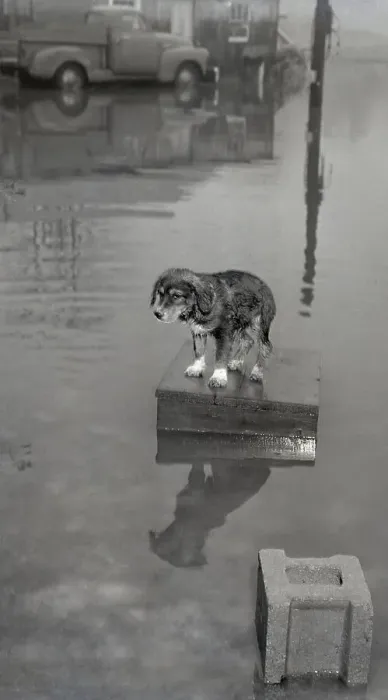 Framed Print : Shaggy But Dry Dog In Middle Of Flooded