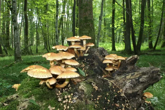 Framed Print : Shaggy Pholiota (Pholiota squarrosa), Allgaeu, Bavaria, Germany, Europe Framed Print : Shaggy Pholiota (Pholiota squarrosa), Allgaeu, Bavaria, Germany, Europe