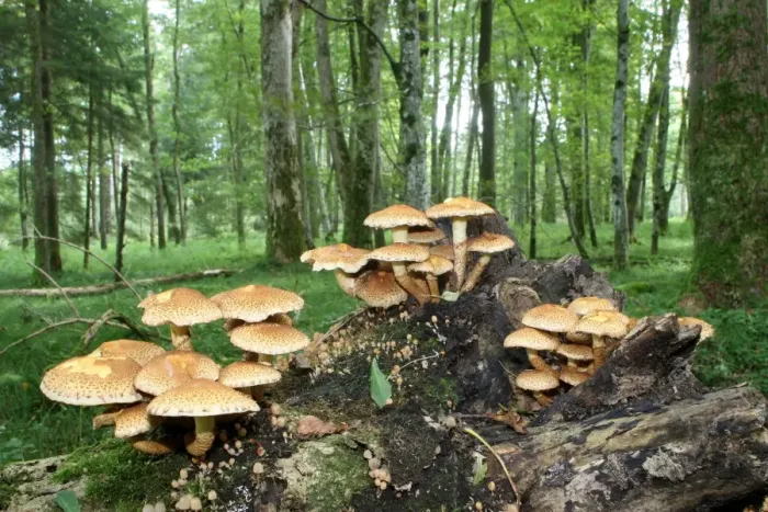 Framed Print : Shaggy Pholiota (Pholiota squarrosa), Allgaeu, Bavaria, Germany, Europe Framed Print : Shaggy Pholiota (Pholiota squarrosa), Allgaeu, Bavaria, Germany, Europe