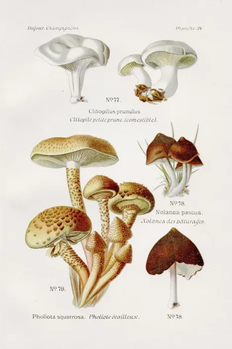 Framed Print : Shaggy scalycap mushroom 1891 Framed Print : Shaggy scalycap mushroom 1891