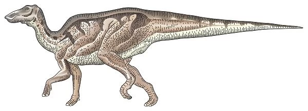 Shantungosaurus, side view