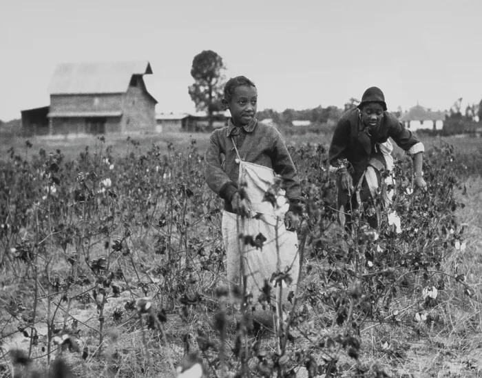 Framed Print : Sharecroppers Harvesting Cotton Framed Print : Sharecroppers Harvesting Cotton