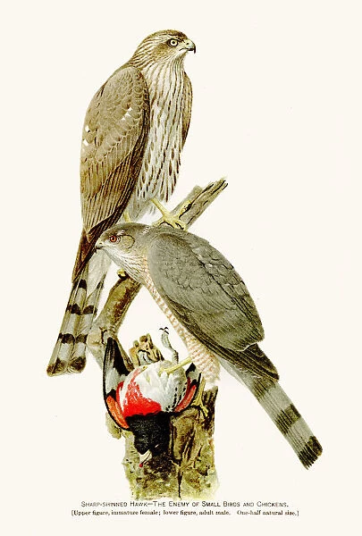 Sharp shinned hawk birds lithograph 1897
