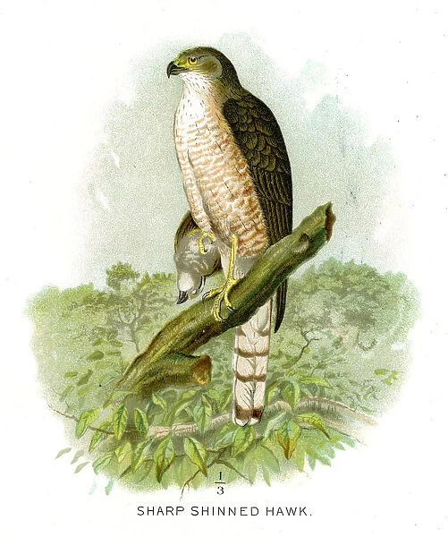Sharp shinned hawk lithograph 1897