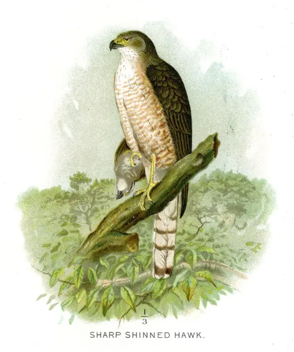 Framed Print : Sharp shinned hawk lithograph 1897 Framed Print : Sharp shinned hawk lithograph 1897