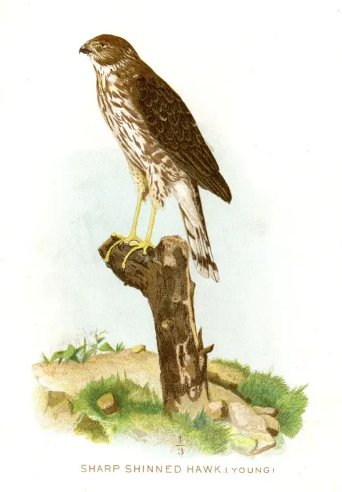Framed Print : Sharp shinned hawk lithograph 1897 Framed Print : Sharp shinned hawk lithograph 1897