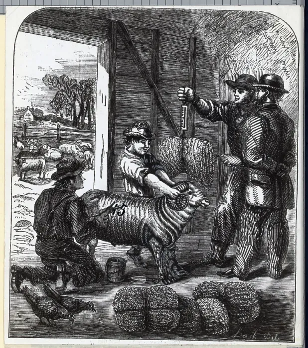Framed Print : Shearing Sheep & Weighing The Wool Framed Print : Shearing Sheep & Weighing The Wool