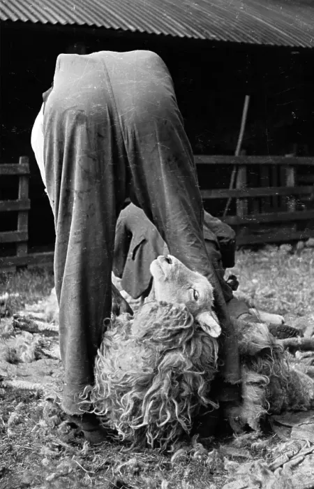 Framed Print : Shearing Style Framed Print : Shearing Style