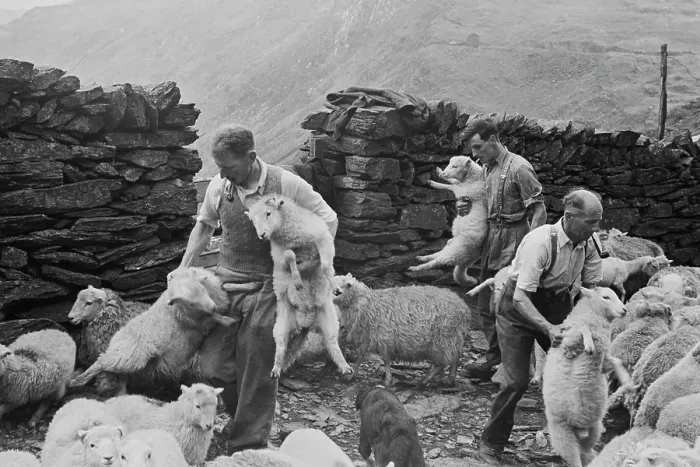 Framed Print : Shearing Time In Snowdonia Framed Print : Shearing Time In Snowdonia