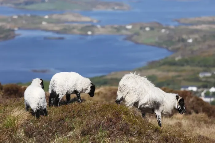 Framed Print : Sheep, Connemara National Park, County Galway, Republic of Ireland, Europe