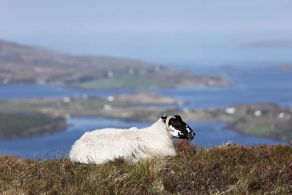 Sheep, Connemara National Park, County Galway, Republic of Ireland, Europe