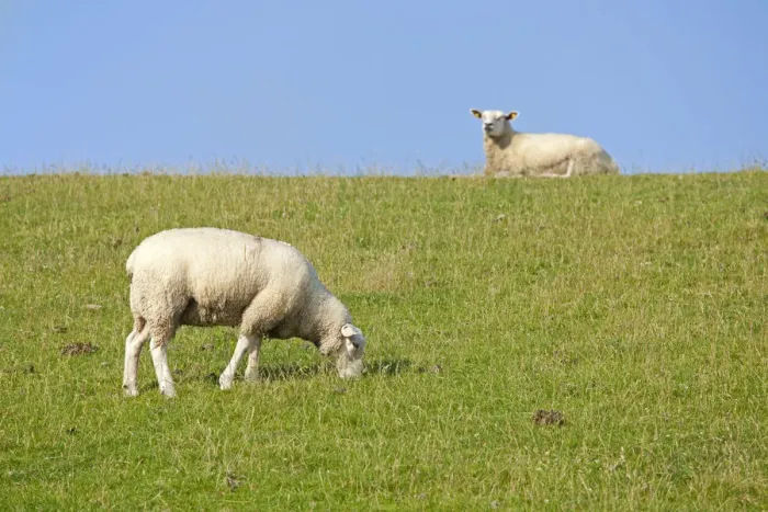 Framed Print : Sheep on dike, Strucklahnungshoern, Nordstrand, North Friesland, Schleswig-Holstein, Germany, Europe