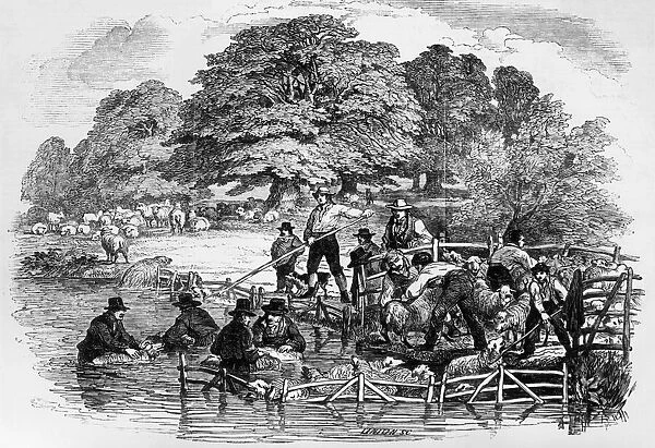 Sheep Dip. 1846: Farmers use long poles to wash their sheep in the river