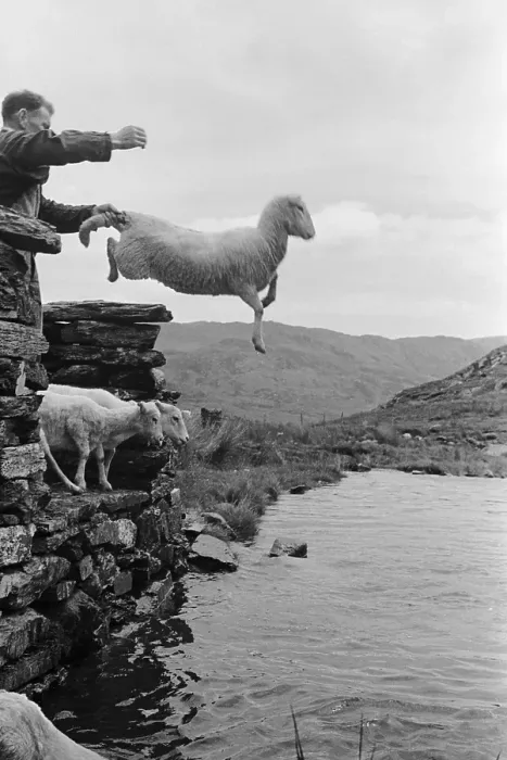 Framed Print : Sheep Dip. Sheep being thrown into the stream in Hafod y Llan, Snowdonia, 11th August 1951 Framed Print : Sheep Dip. Sheep being thrown into the stream in Hafod y Llan, Snowdonia, 11th August 1951