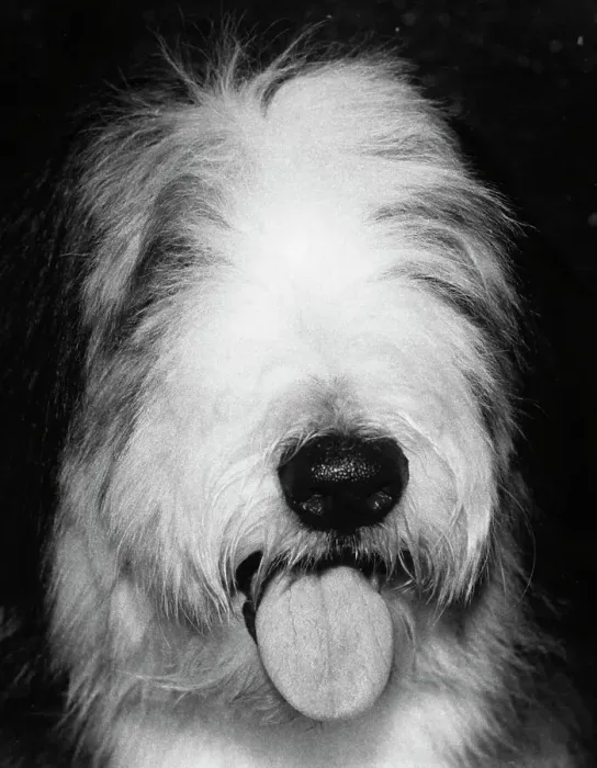 Framed Print : Sheep Dog. Lord Alfred, a bearded Collie, winner in the Mid Island Kennel Framed Print : Sheep Dog. Lord Alfred, a bearded Collie, winner in the Mid Island Kennel