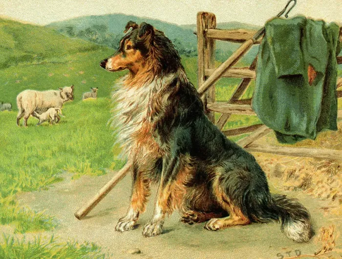 Framed Print : Sheep Dog Waiting by Farm Fence Framed Print : Sheep Dog Waiting by Farm Fence