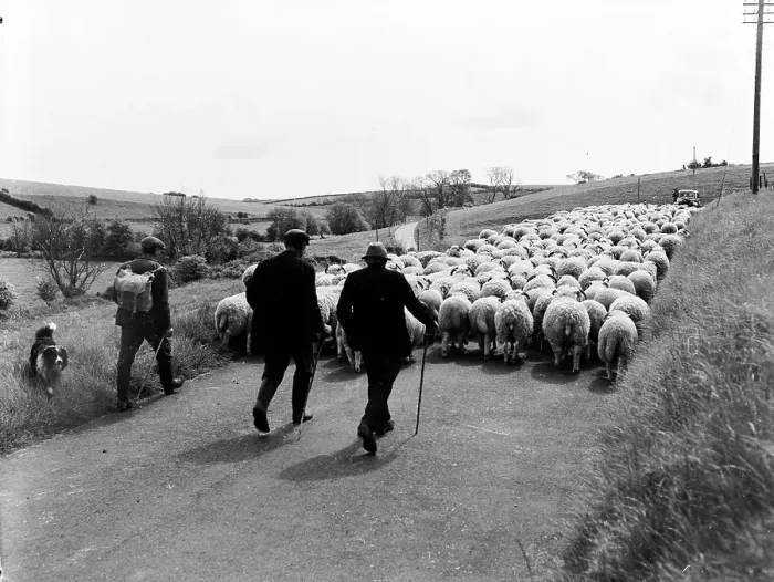 Framed Print : Sheep Driving Framed Print : Sheep Driving