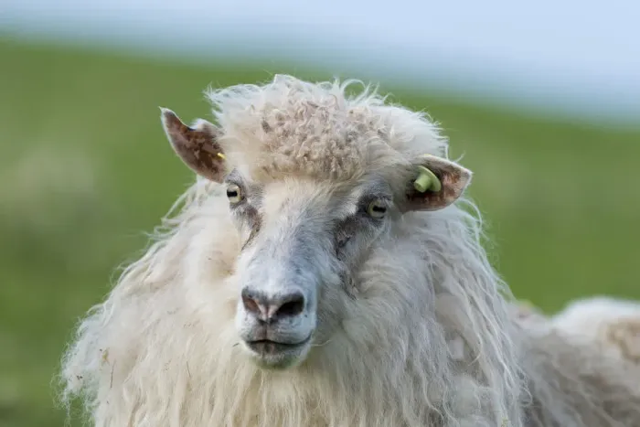 Framed Print : Sheep with an ear tag, Faroe Islands, Denmark Framed Print : Sheep with an ear tag, Faroe Islands, Denmark