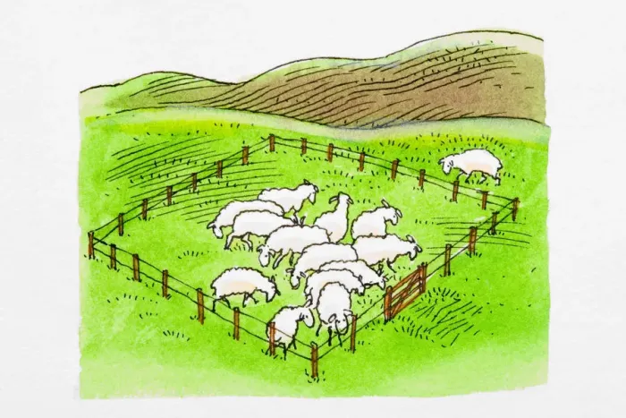 Framed Print : Sheep in enclosure, single sheep outside Framed Print : Sheep in enclosure, single sheep outside