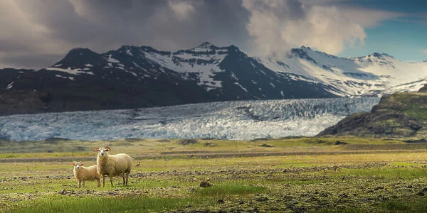 Sheep family at the glacier