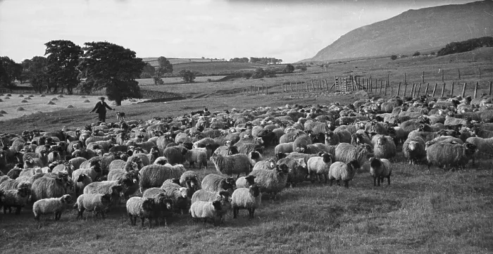 Framed Print : Sheep Farm