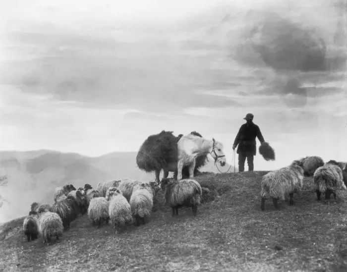 Framed Print : Sheep Farmer Framed Print : Sheep Farmer