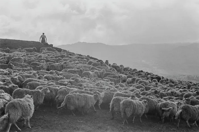 Framed Print : Sheep Farming In Snowdonia Framed Print : Sheep Farming In Snowdonia