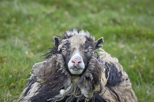 Sheep, Faroe Islands, Denmark