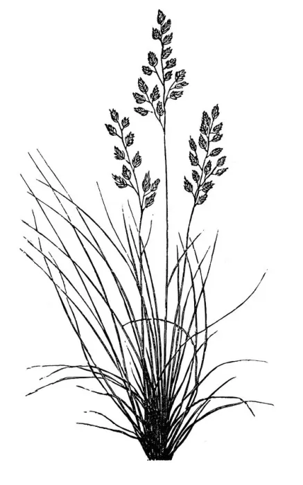 Framed Print : Sheep fescue (Festuca ovina) Framed Print : Sheep fescue (Festuca ovina)