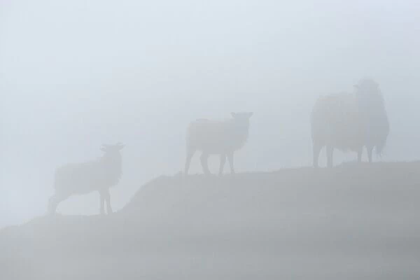 Sheep in fog, Faroe Islands, Denmark