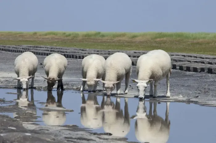 Framed Print : Sheep on the fortified beach on the Hamburger Hallig holm, North Friesland, Schleswig-Holstein, Germany, Europe Framed Print : Sheep on the fortified beach on the Hamburger Hallig holm, North Friesland, Schleswig-Holstein, Germany, Europe