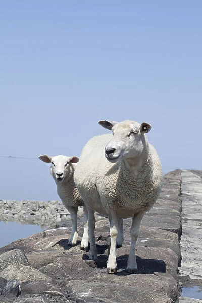 Sheep on the fortified beach on the Hamburger Hallig holm, North Friesland, Schleswig-Holstein, Germany, Europe