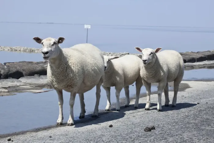 Framed Print : Sheep on the fortified beach on the Hamburger Hallig holm, North Friesland, Schleswig-Holstein, Germany, Europe Framed Print : Sheep on the fortified beach on the Hamburger Hallig holm, North Friesland, Schleswig-Holstein, Germany, Europe