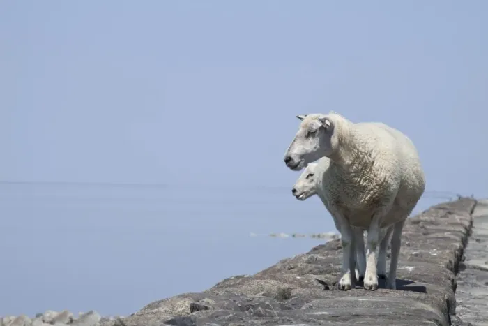 Framed Print : Sheep on the fortified beach on the Hamburger Hallig holm, North Friesland, Schleswig-Holstein, Germany, Europe Framed Print : Sheep on the fortified beach on the Hamburger Hallig holm, North Friesland, Schleswig-Holstein, Germany, Europe