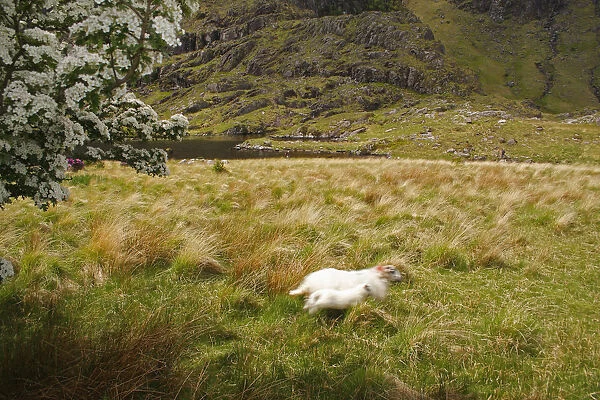 Sheep In The Gap Of Dunloe Outside Killarney