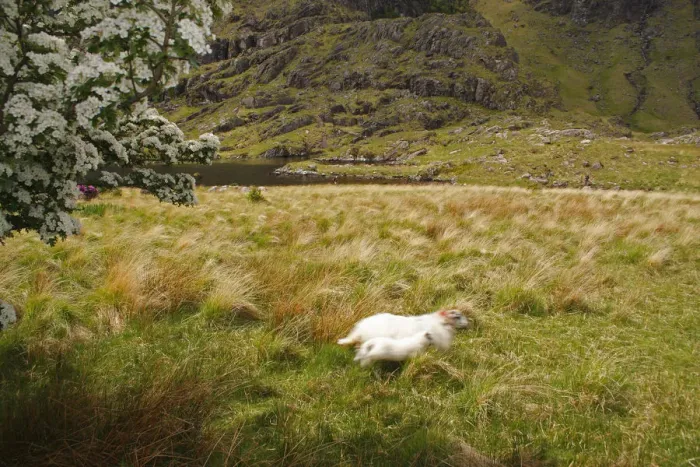 Framed Print : Sheep In The Gap Of Dunloe Outside Killarney Framed Print : Sheep In The Gap Of Dunloe Outside Killarney
