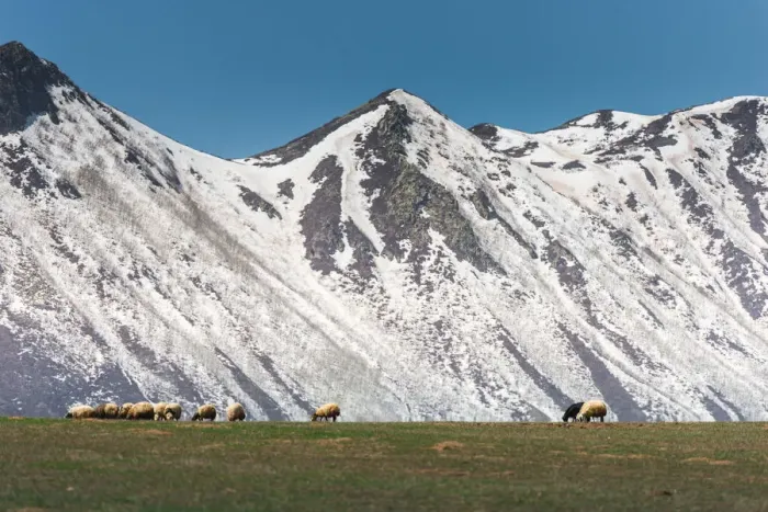 Framed Print : Sheep on grass field with Nemrut volcano background Framed Print : Sheep on grass field with Nemrut volcano background