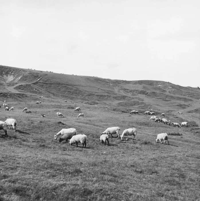 Framed Print : Sheep Grazing Framed Print : Sheep Grazing