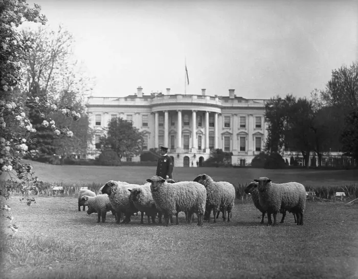 Framed Print : Sheep Grazing on White House Lawn