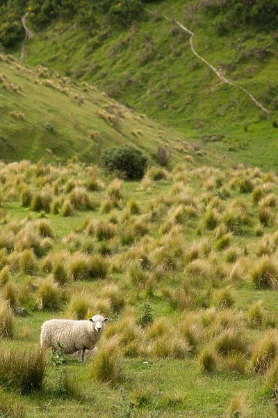 A sheep on green meadow