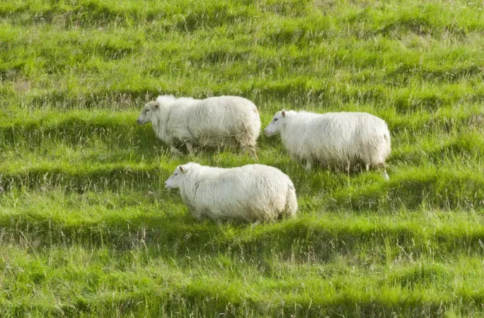 Framed Print : Sheep on a green meadow, Iceland Framed Print : Sheep on a green meadow, Iceland