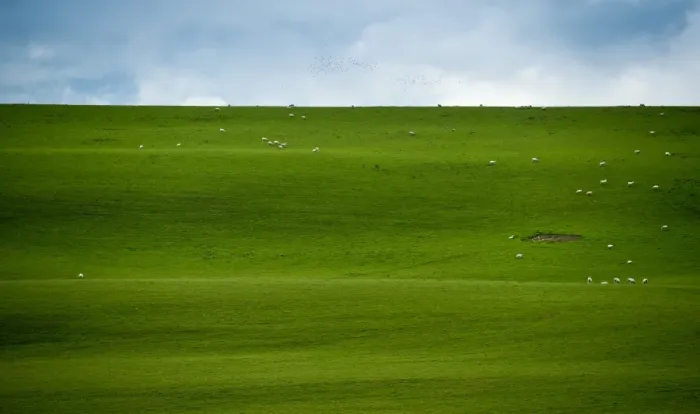 Framed Print : Sheep herd on big grass field