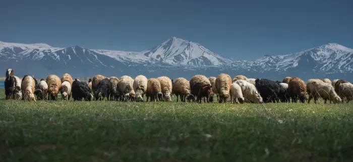 Framed Print : Sheep Herd on a green grass landscpae Framed Print : Sheep Herd on a green grass landscpae