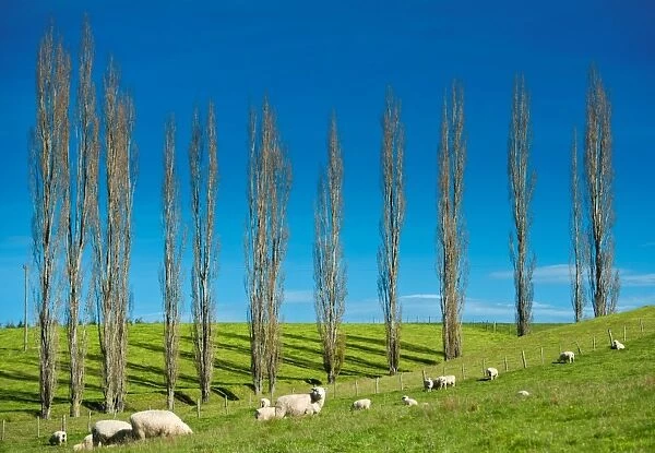 Sheep herd on hill with trees in background
