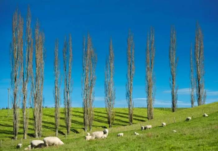 Framed Print : Sheep herd on hill with trees in background Framed Print : Sheep herd on hill with trees in background