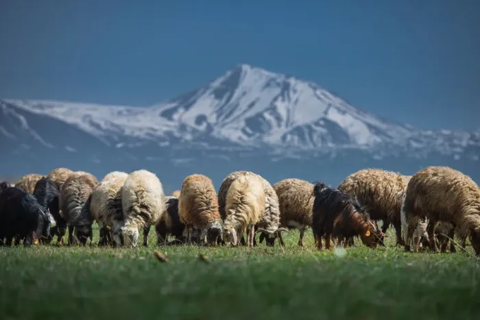 Framed Print : Sheep herd at Lake Van side Framed Print : Sheep herd at Lake Van side