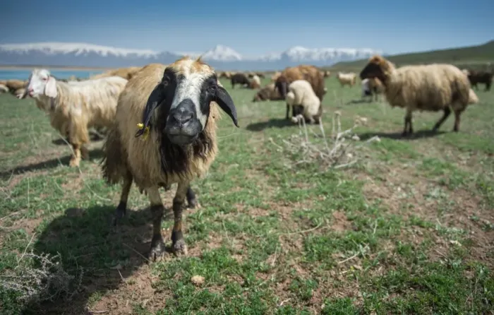 Framed Print : Sheep herd at Lake Van side Framed Print : Sheep herd at Lake Van side